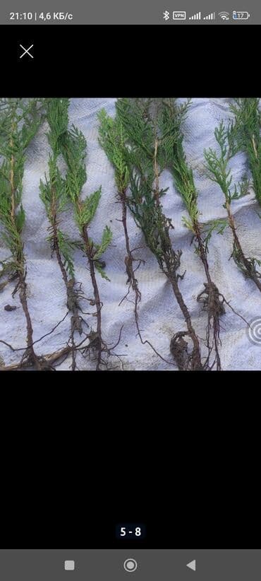 садовый бур: Саженцы деревьев: Туи — 4