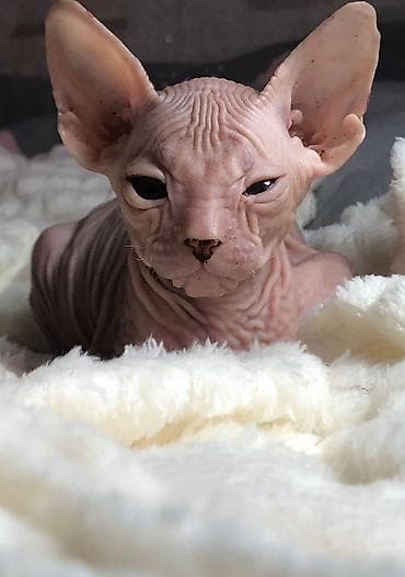 шпиц собака цена: Котята донского сфинкса - Порода: донской сфинкс (бесшёрстные кошки с — 1