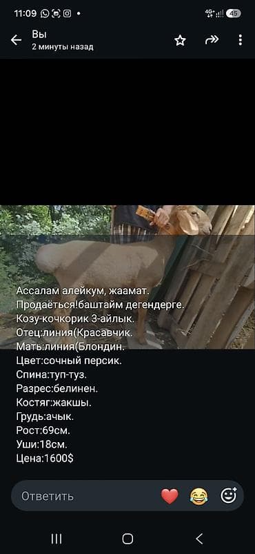 Сатам | Кочкор (эркек)