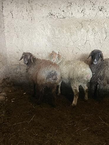 Продаю | Баран (самец) | Для разведения at lalafo.kg Продаю | Баран (самец) | Для разведения