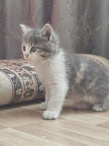 Отдам котят добрые руки lalafo.kg да Отдам котят добрые руки