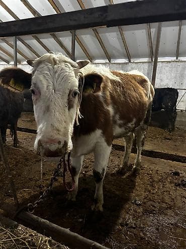 доильный апарат: Продаю | Корова (самка) | Для разведения — 2