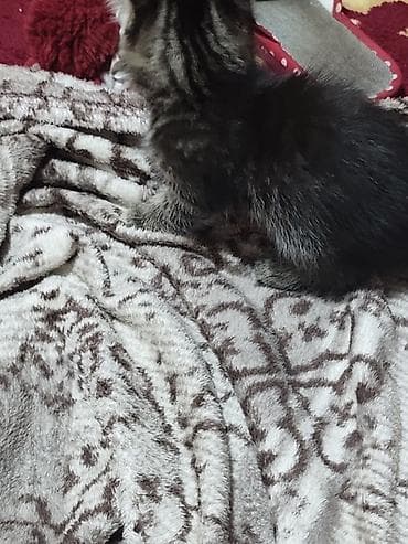 Вязка кошек: Котята домашние - На фото — пушистые котята серого и дымчатого окраса — 8