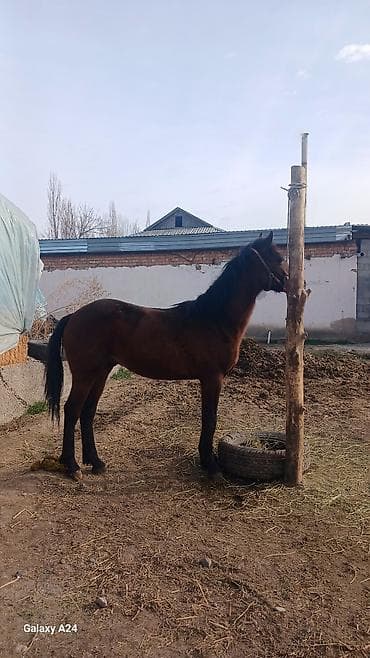 кара балта уй сатылат: Сатам | Жылкы (эркек), Байтал, Тай | Англиялык, Аргын | Жумушка — 4