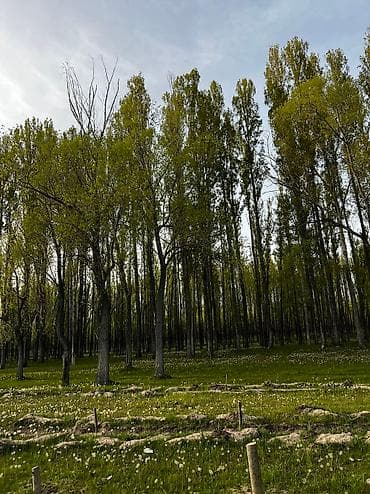 комната аламедин 1: 100 соток, Курулуш, Сатып алуу-сатуу келишими — 4