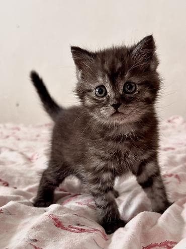 шотландская коричневая кошка: Скотиш Страйт (Шотландская прямоухая), 2 месяца, Мальчик, Шоколадный, Метис, Приучена к лотку, Проглистована — 2