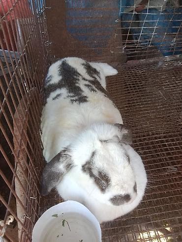крематорий для животных бишкек: Продаётся кролик самка — 3