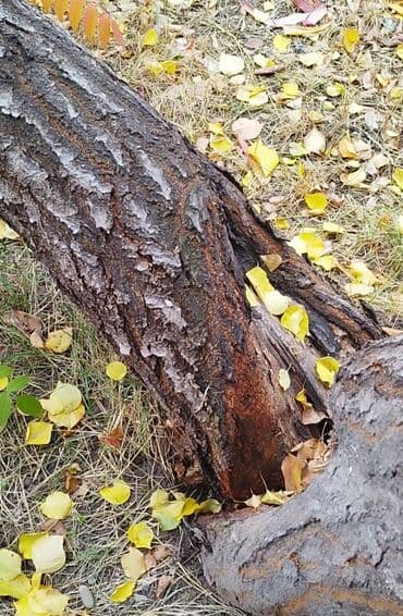 туя брабант саженцы: Продаю урюк дерево два дерева один 1,5 х1 м другой поменьше — 1