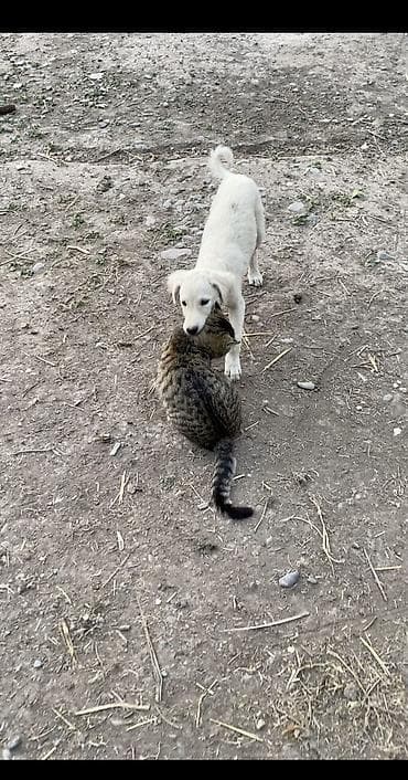 самоедская собака цена: Тайган, 10 месяцев, Самец, С прививкой — 10