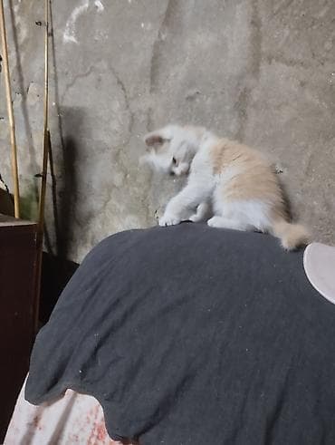 животные кошки: Беспородная, 2 месяца, Девочка — 6