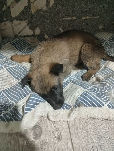 Продажа собак: Бельгийская овчарка, 1 месяц, Самка — 8