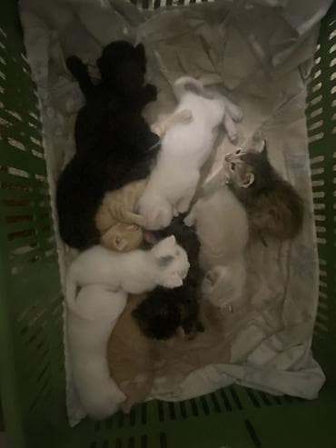 Котята домашние, разноцветные окрасы: - белые с пятнышками - чёрные -