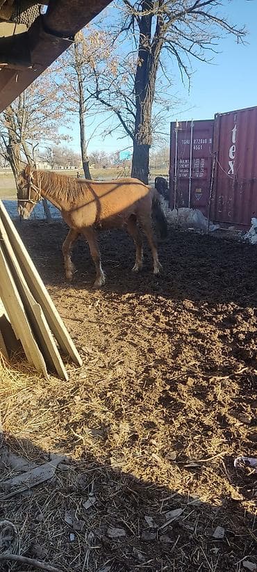 бычок 1 5: Продаю | Жеребец | На забой — 3