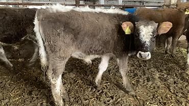 Продаю | Музоо, торпок | Полукровка | На откорм at lalafo.kg Продаю | Музоо, торпок | Полукровка | На откорм