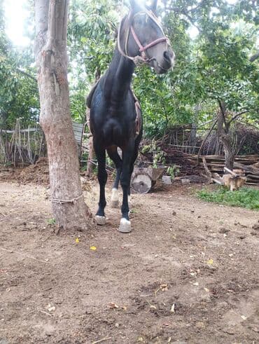 купить собаку доберман в бишкеке: Продаю | Жеребец | Английская, Арабская | Конный спорт | Племенные — 6
