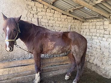 Ветеринар кызматы: Сатам | Жылкы (эркек) | Ат спорту | Асыл тукумдуу — 4