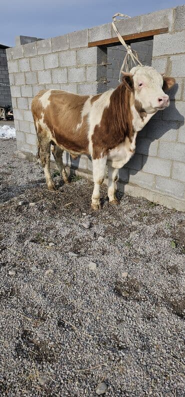 сколько стоит кошка в бишкеке: Продаю | Корова (самка), Бык (самец), Тёлка | Монбельярд | Для разведения, Для молока | Осеменитель — 7