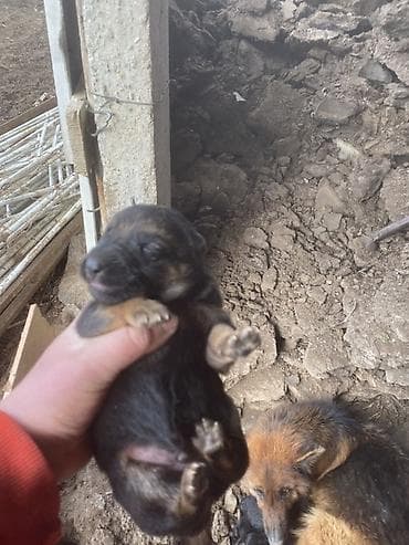 собаки балыкчы: Щенки немецкой овчарки - Порода: немецкая овчарка (рабочий тип). На — 2
