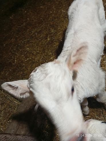 меняю на корову: Продаю | Тёлка | На откорм — 1