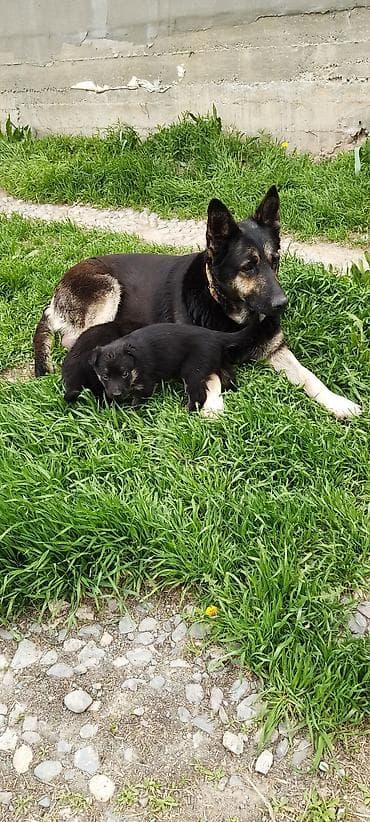 умная собака: Щенки от овчарки - Порода: немецкая овчарка (мать на фото). - Щенки — 1