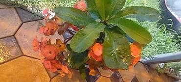 Молочай Миля (Euphorbia milii) в горшке - Компактный куст с — 5