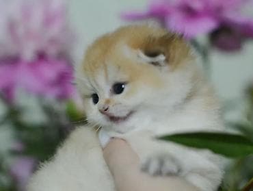 рыжая кошка: Скотиш Фолд (Шотландская вислоухая), 1 месяц, Девочка, Золотая шиншилла, Приучена к лотку, Проглистована, С документами — 6