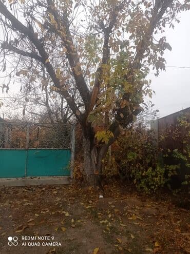 Продаётся орех