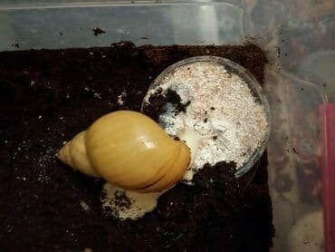 Собаки: Кальцесмесь для ахатин . Ваши питомцы будут рады !100 г- 120 — 2