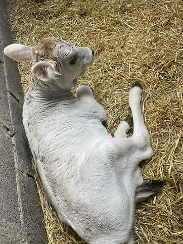 цена теленка коровы: Продаю | Музоо, торпок | На откорм | Искусственник — 3