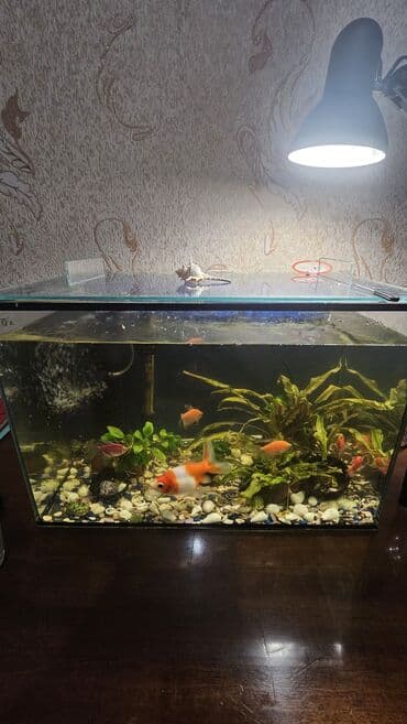 Продается Аквариум 70л. Рыбки - золотая рыбка 1шт. - тернеци 5шт. -