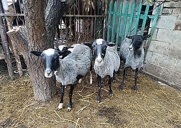 Продаю | Овца (самка) | Романовская | Для разведения | Матка at lalafo.kg Продаю | Овца (самка) | Романовская | Для разведения | Матка