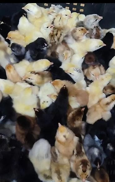 Продаю | Цыплята | Для разведения