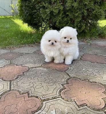 Продажа собак: Шпиц, 1 месяц, Самец, С прививкой, С родословной — 3