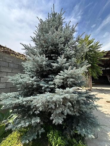 обрезь: Голубая ель (Picea pungens ‘Glauca’) для ландшафтного озеленения. - — 1