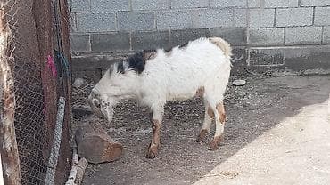 Башка жаныбарлар: Сатам | Теке (эркек) | Битал | Көбөйтүү үчүн | Жасалма жол менен боозутуу — 1