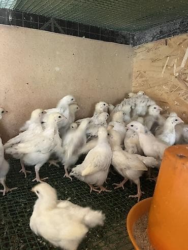 Животные: Продаю | Цыплята | Для разведения — 2