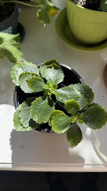 Бөлмө өсүмдүктөрү: Продаем саженцы (БЕЛОГО, КРАСНОГО, ОРАНЖЕВОГО, ЖЕЛТОГО, РОЗОВОГО) — 3