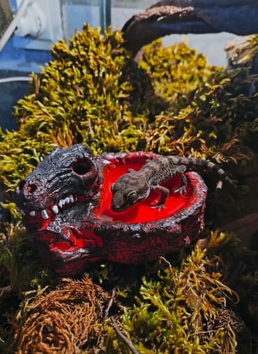 акустические системы испания колонка в виде собак: 🌿 Украшения и декорации для аквариумов и террариумов 🌿 Продаю — 1