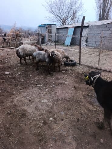 кормовая соль для животных: Продаю | Овца (самка) | Для разведения | Матка — 3