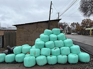 кой козы: 🌿 ЖАНЫ СИЛОС САТЫЛАТ! 🌿 📍 Дареги: Арашан айылы (Стрельник), борбору — 2