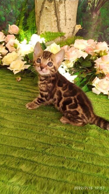 новорожденные котята: Бенгальская, 2 месяца, Мальчик — 20