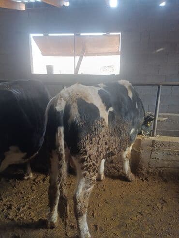 продаю куры адлер: Продаю | Бык (самец) — 5