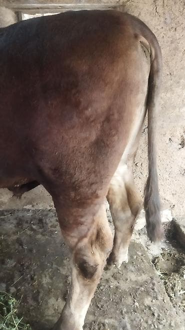 бык производитель: Продаю | Бык (самец) | Швицкая | Для разведения | Осеменитель — 5