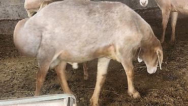 кармушки для баранов: Продаю | Овца (самка) | На забой | Матка — 4