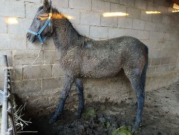 продажа кормов для сельскохозяйственных животных: Продаю | Жеребенок | Для разведения — 4