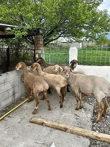 овцы гиссар: Продаю | Овца (самка) | Для разведения | Матка — 3