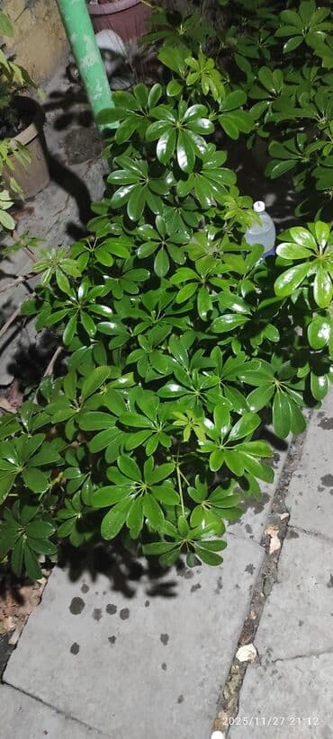 1) Шеффлера (Schefflera arboricola) - Пышные зонтичные розетки из 7–9