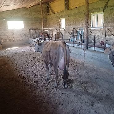 продаю крысу: Продаю | Корова (самка) | Для разведения, Для молока — 5