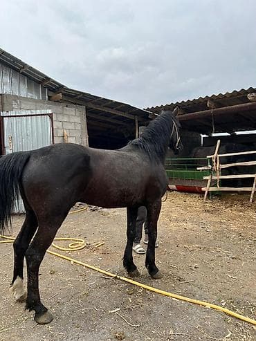 дробилка для ячмень: Продаю | Конь (самец) | Рабочий — 4