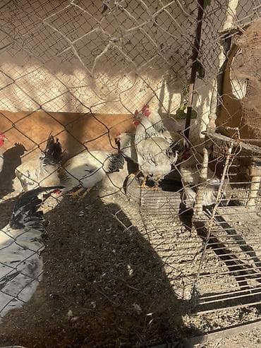 продам коз: Продаю | Куры | Домашняя | Для разведения — 2